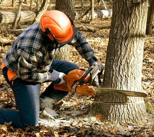 Tree Removal in Bellamy, AL